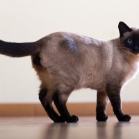 猫がゆーらゆら『尻尾をゆったりと振る』ときのキモチ3選　振る速さが違うと意味も変わる？