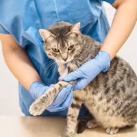 高齢猫にとても多い「変形性関節症」とは？治療法と家庭で出来る対策について獣医師が解説