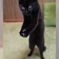 『バレーボールする黒猫！？』レシーブしているポーズに猫好きメロメロ「いいフォームしてる」