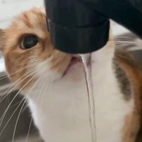 猫のために蛇口から水を出した結果…まさかの『嘘飲み』をする姿が面白いと1万4000いいね「何のため…」「可愛すぎる」と話題