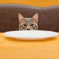 愛猫の健康は食事から！猫の『免疫力を上げる食材』3つ　上手に取り入れるアドバイスも