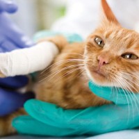 猫の『手術につながる病気・ケガ』6選　避けたい麻酔のリスク、予防法はある？