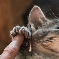 猫による『バルトネラ症』引っかきや噛みつきで感染するこの疾患の症状・治療法