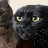 『耳は…いずこへ！？』耳が消えてしまった黒猫に気づいた同居猫のリアクションに爆笑！