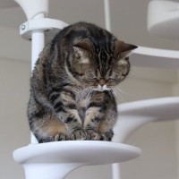 猫を疲弊させてしまう『飼育環境』4選　音や光…思っているより猫のストレスになる要因
