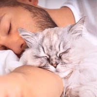 猫が『顔の近くで寝てくれる』ときのキモチ3選　枕を取られて困るときのアイデアも