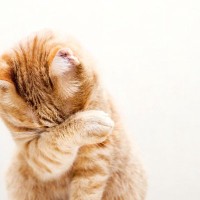 愛猫が『食事のあとに顔を洗う』3つの理由　キレイ好きな猫らしい習慣だった！