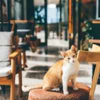 愛猫と一緒に来店も「ペットにやさしいカフェ」が中国各地で大人気　続々と開業ラッシュ