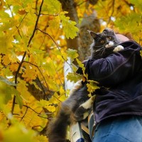 高い木の上で動けなくなった猫を100匹以上救助！木登り上手でやさしい「猫おじさん」　米国