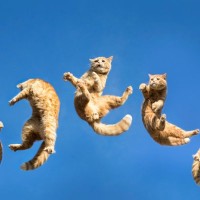 猫が『ジャンプに失敗』する5つの理由　ケガをさせないために気をつけるべきことも