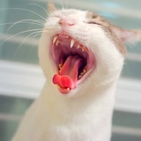 猫の『口臭がきつくなる』5つの考えられる原因　口腔トラブル以外の病気の可能性も