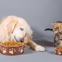 猫に『ドッグフード』はNG！3つの理由　犬猫、両方と暮らす人が注意すべきこと