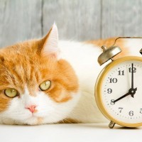 猫には「曜日」や「季節」の感覚がある？　正確な体内時計と飼い主との生活パターンが決め手？