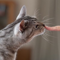 猫の『好きな香り・嫌いな香り』5選とその理由　飼い主さんが気をつけるべき香りにまつわる注意点