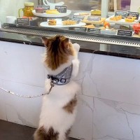 子猫と初めてペット可のカフェに行ってみたら…好奇心旺盛な姿が可愛すぎると3万4000再生「なんていい子なんだ」「子供みたい」の声