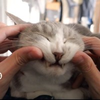 猫との暮らしでよくやる行動を集めたら…10個の『猫やるやる』が共感しかないと32万再生「遺伝子レベル」「私だけだと思ってた」の声