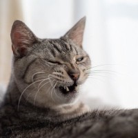 思わず笑ってしまう『猫のオモシロ行動・表情』4選　愛猫との暮らしは笑いが絶えない！