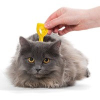 室内飼育の猫も『寄生虫予防』が必要な3つのワケ　起こりうる健康被害や対処法を解説