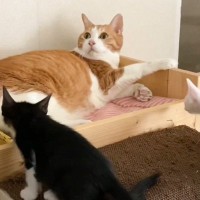 先住猫と子猫たちが2度目の顔合わせ…まるで『孫を見るおじいちゃん』みたいな反応が癒やされると4万9000再生「ずっと見れる」の声