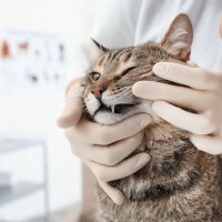 猫の口腔トラブルで『抜歯』をするメリット・デメリット　食べるのに支障はないの？