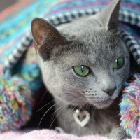 猫の難病FIP治療に「コロナ患者用の抗ウィルス薬」が効果を発揮　英国