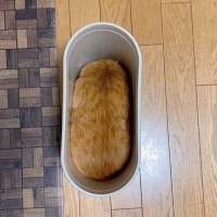 『ゴミ箱を洗ったら…』ちょっと目を離した隙に入り込む猫ちゃん「いなり寿司かな」「タワシかも」