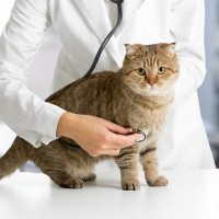 猫の命を奪う『危険な感染症』4選　症状や気をつけるべき感染源、予防法などを解説
