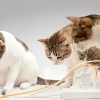 猫の『感電事故』を防ごう！起きがちな3つのシチュエーションや対処法