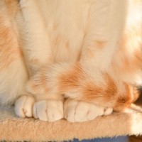 猫がきちんと『尻尾で足を隠している』ときの理由3選　お行儀良さそうなポーズから読み取れる意味は？