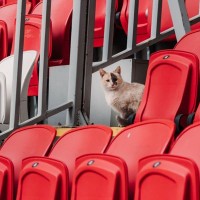 球場に「勤続10年以上」のアイドル猫　プロ野球チームを引退後、幸せな家猫に　米国