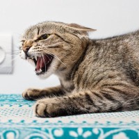 猫がシャーッと『マジギレ』する理由4選　本気度が高いこの怒り方、なだめる方法も