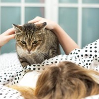 寝かせてほしい…愛猫が『就寝中の飼い主さんを襲う』4つの理由　やめてもらう方法はないの？