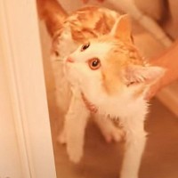 保護した子猫を『初めてお風呂』に入れてみたら…予想外の反応が尊すぎると6万9000人悶絶「腹立つほど可愛い」「ニヤニヤ止まらん」