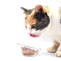 猫の健康を損ねてしまう『食器にまつわる4つのタブー』最悪食べなくなってしまうことも？