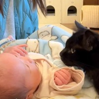 猫が『赤ちゃんを初めて見たとき』の反応…初対面の様子がやさしさで溢れていると30万8000再生「可愛すぎる」「幸せだね」と反響