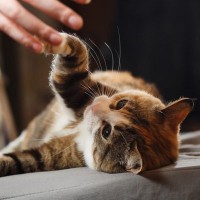 あなたの愛猫の『利き手』は？左利き・右利き、どちらになるかは性別に関係する？