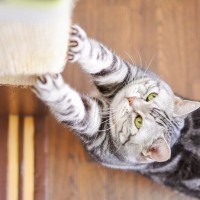 猫が急にしなくなったら気をつけるべき、5つの行動と原因　場合によっては病気を疑った方がいいかも