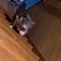 爆速で階段を駆け上がる猫…『全くブレない動き』がアスリートすぎると2万5000いいね「こんな上り方初めてみた」「安定感凄い」