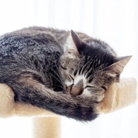 猫の『体調不良』を知らせる寝姿2選　ぐっすり快眠中とはどう違う？他に見るべき症状は？