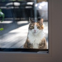 猫が『ずっと玄関にいる』のはなぜ？考えられる5つの理由　帰宅を待ってくれているの？