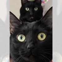 「黒猫の後ろに黒猫！」可愛さ溢れる写真がSNSの猫好きたちの間で話題に♪