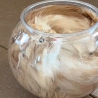 猫が『液体』になる瞬間…金魚鉢にスルっと入る光景に驚きが隠せないと277万再生「ジャストフィット」「可愛すぎ」と大反響