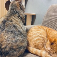 猫の飼い主が『寂しいキモチ』にさせられる愛猫の態度6選