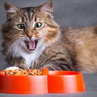 猫が食べ物を『好き嫌いしている』ときの3つの対策　食べ方の違いに見る選り好みのサインも解説