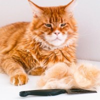 亡き愛猫の毛で作られた「愛の贈り物」が悲しみを癒す　トリマーの善意に涙　米国