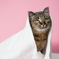 愛猫のケアに『シャンプータオル』が役立つ4つのシーン　使う頻度や選ぶポイントは？