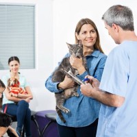 『動物病院』での最低限のマナー4選　獣医師とのいい関係は愛猫の健康維持に不可欠