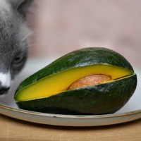猫の命を脅かす『危険な野菜』5つ　どれくらい食べたら危ない？誤飲したときの対処法は？