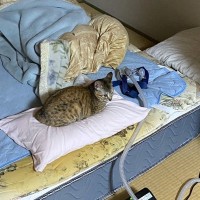 「そっちじゃないんだ…」猫と添い寝をしようとしたら…まさかの枕が占領される事態に！？