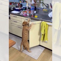 「コツは手首のスナップをきかせること！？」キッチン下の戸棚を開けちゃう猫ちゃんに驚愕の声が相次ぐ！